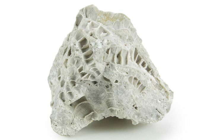 Silurian Dolostone w/ Sparkling Fossil Coral (Fletcheria) - Ohio #346080